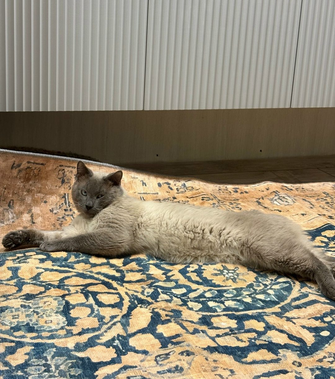 Found Cat in York, England — listing photo