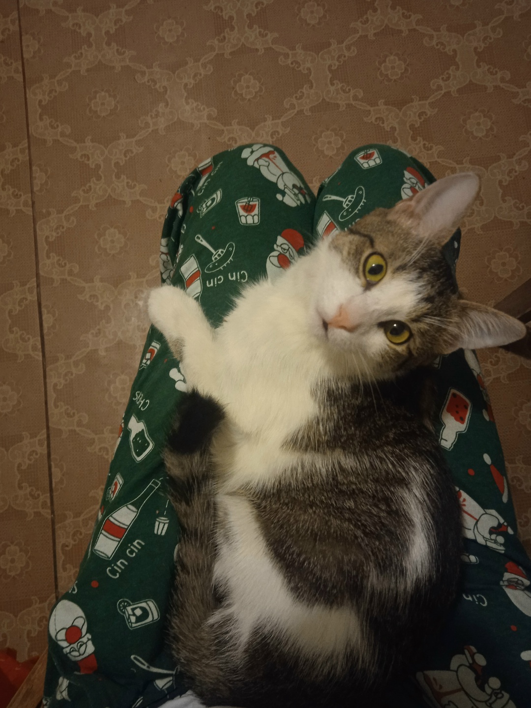 Lost Cat in Nottingham, England — listing photo