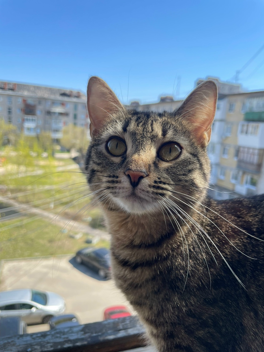 Lost Cat in York, England — listing photo