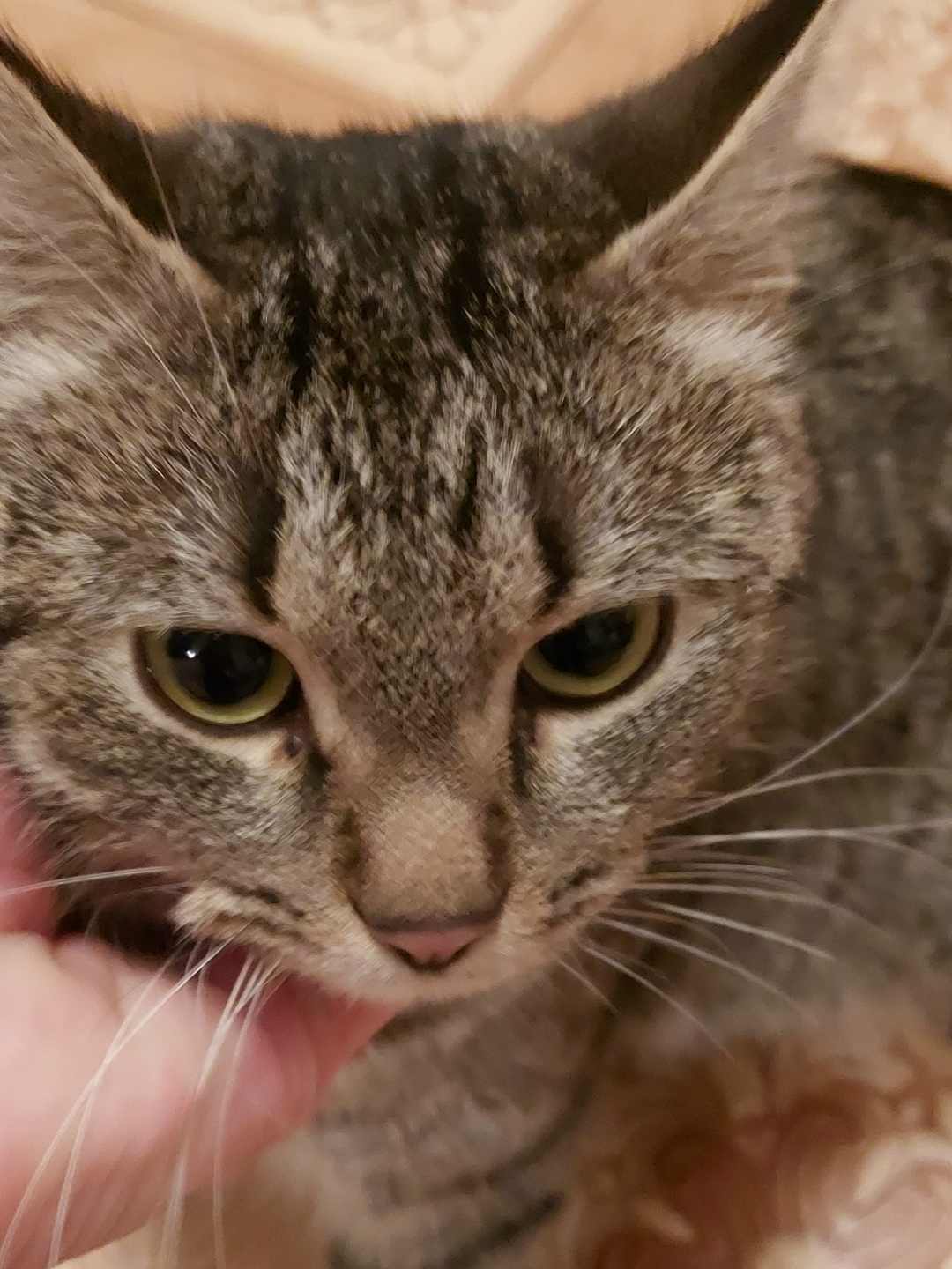 Found Cat in Coventry, England — listing photo