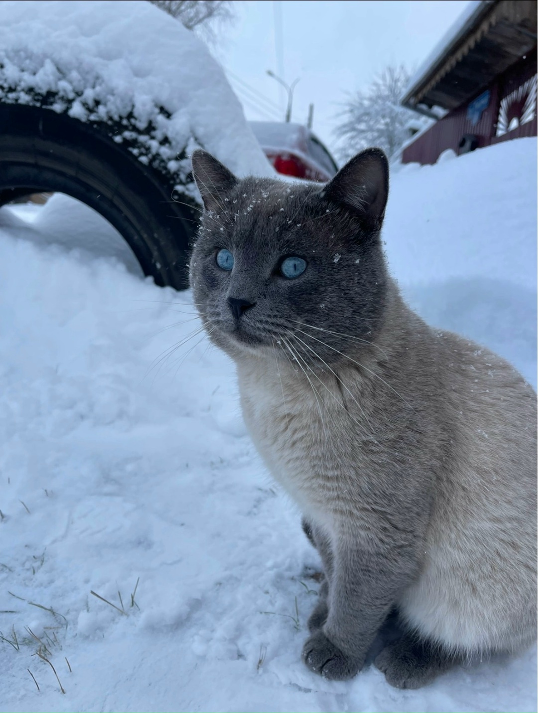 Lost Cat in Cambridge, England — listing photo