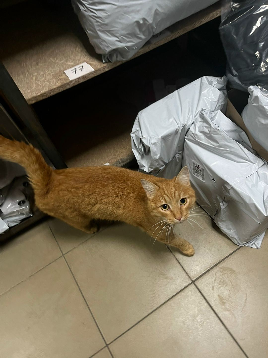 Found Cat in Norwich, England — listing photo