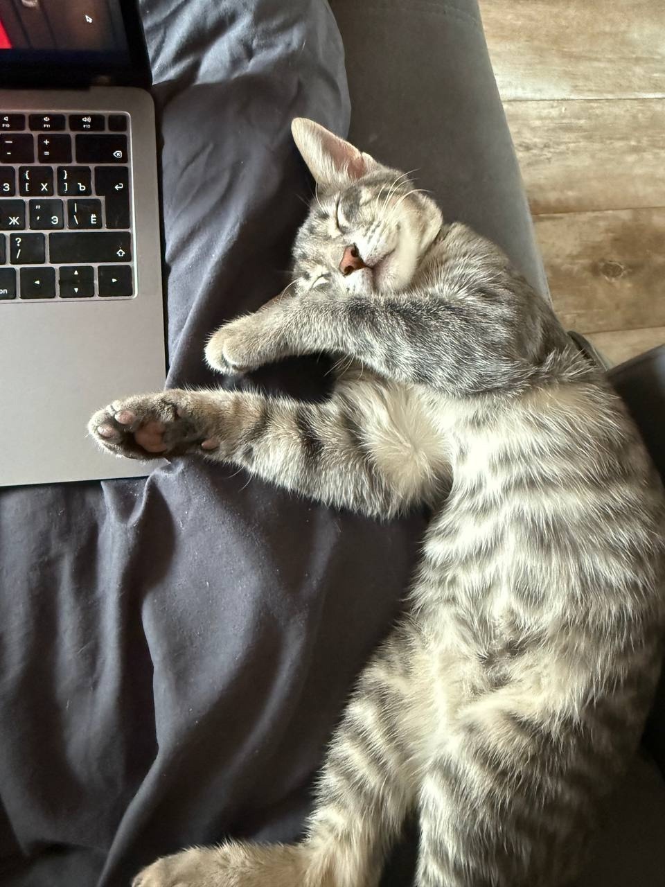 Lost Cat in Bristol, England — listing photo