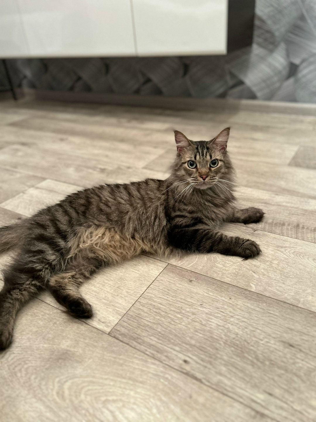 Found Cat in Stoke-on-Trent, England — listing photo