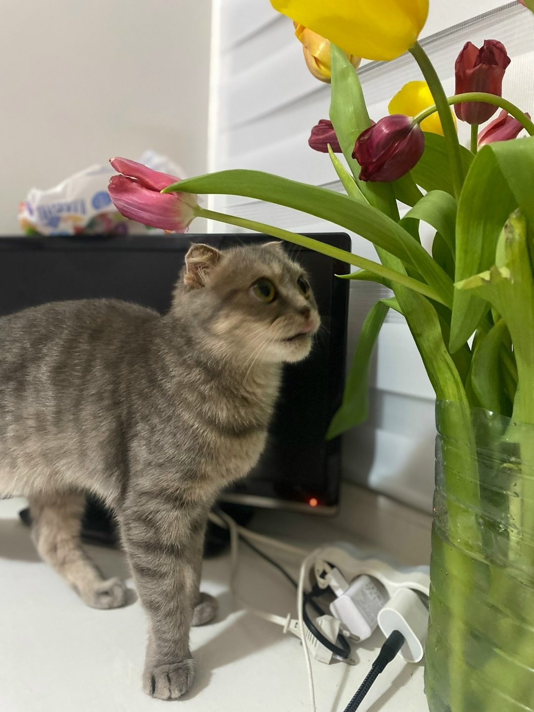 Lost Cat in Bristol, England — listing photo