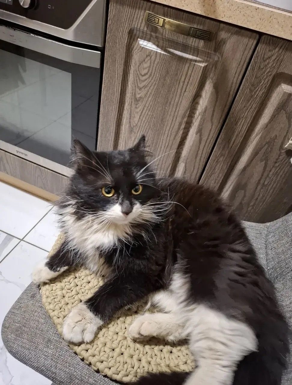 Lost Cat in Liverpool, England — listing photo