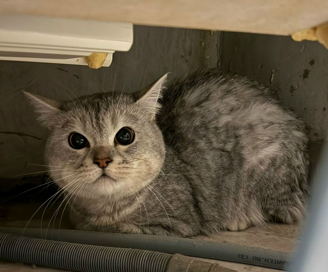 Found Cat in Liverpool, England — listing photo