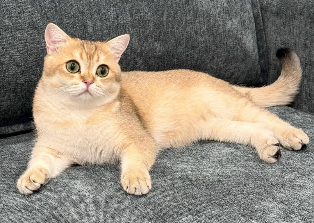 Lost Cat in Wolverhampton, England — listing photo
