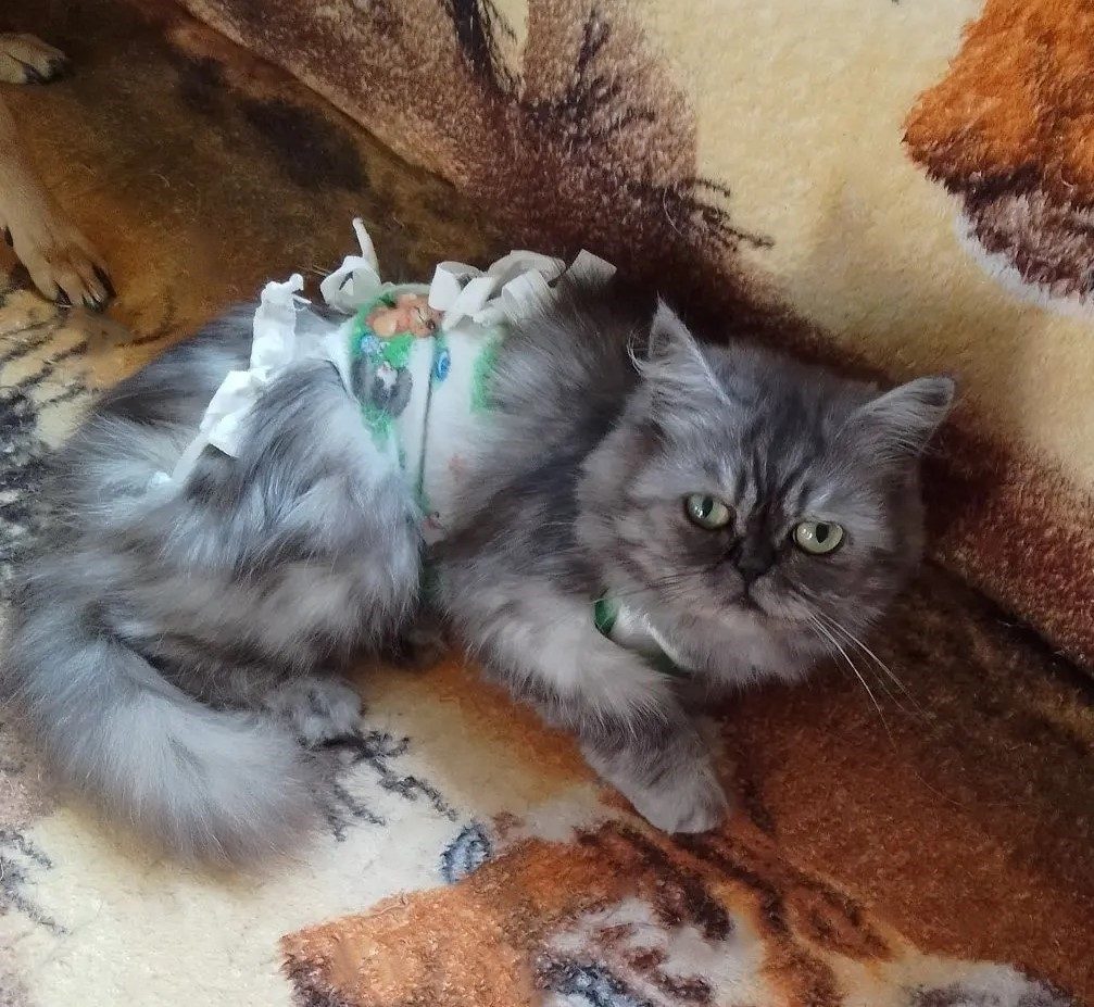 Found Cat in Coventry, England — listing photo
