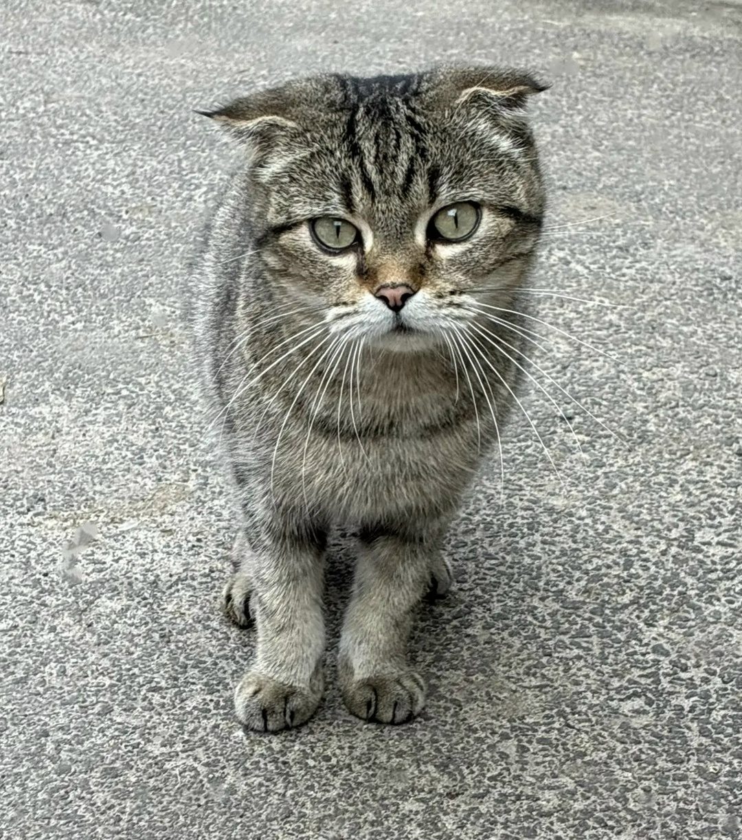 Found Cat in Oxford, England — listing photo