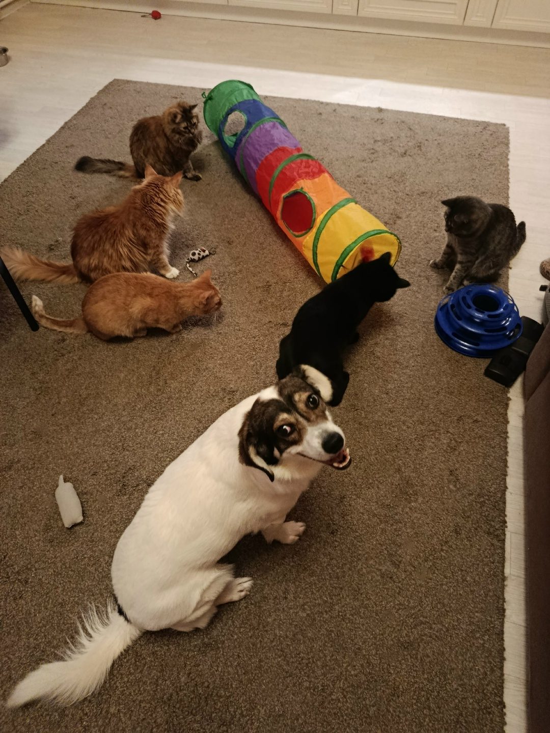 Lost Cat in Norwich, England — listing photo