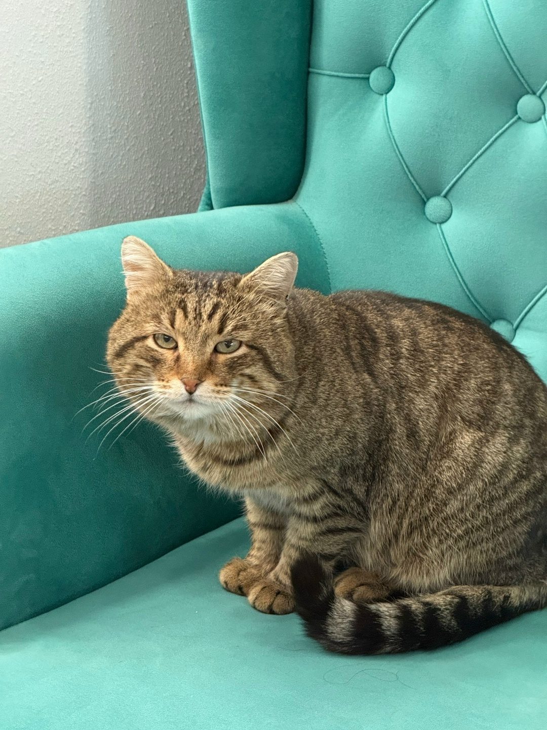 Found Cat in Southampton, England — listing photo