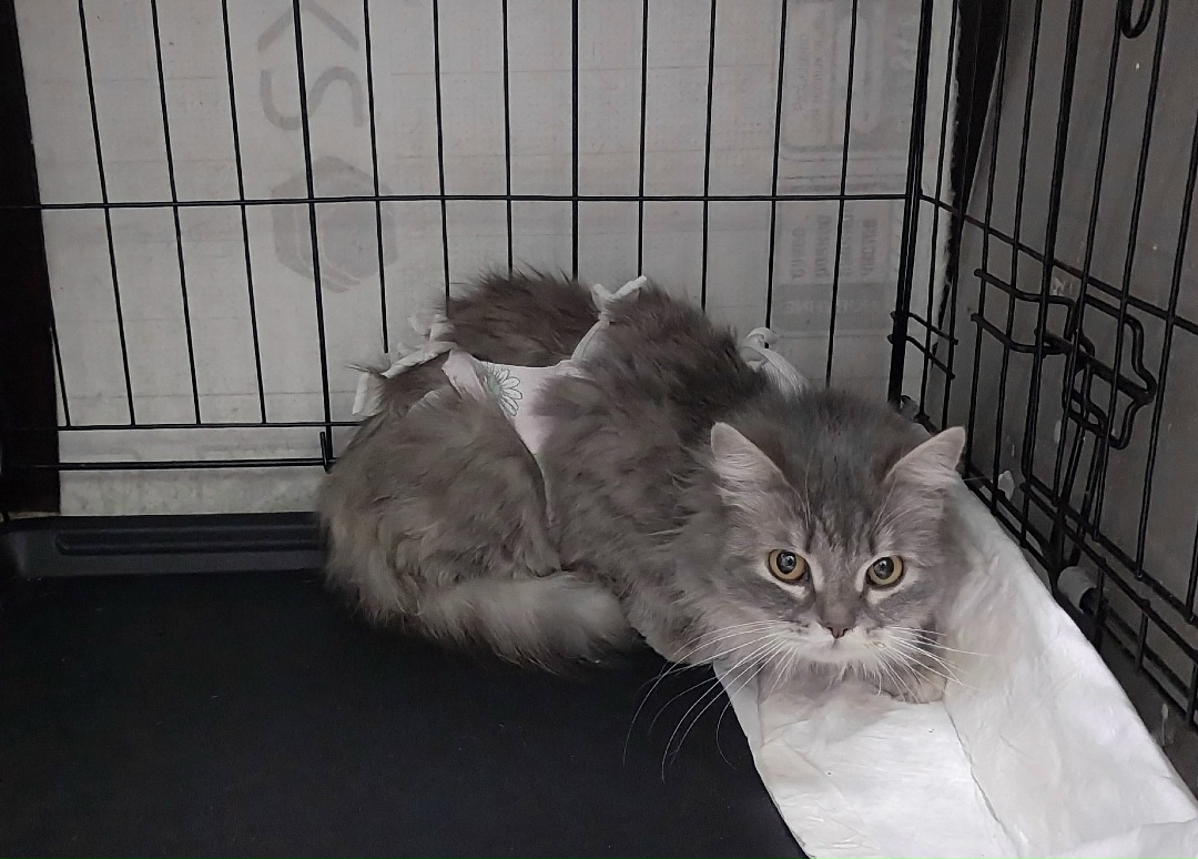 Found Cat in Sheffield, England — listing photo