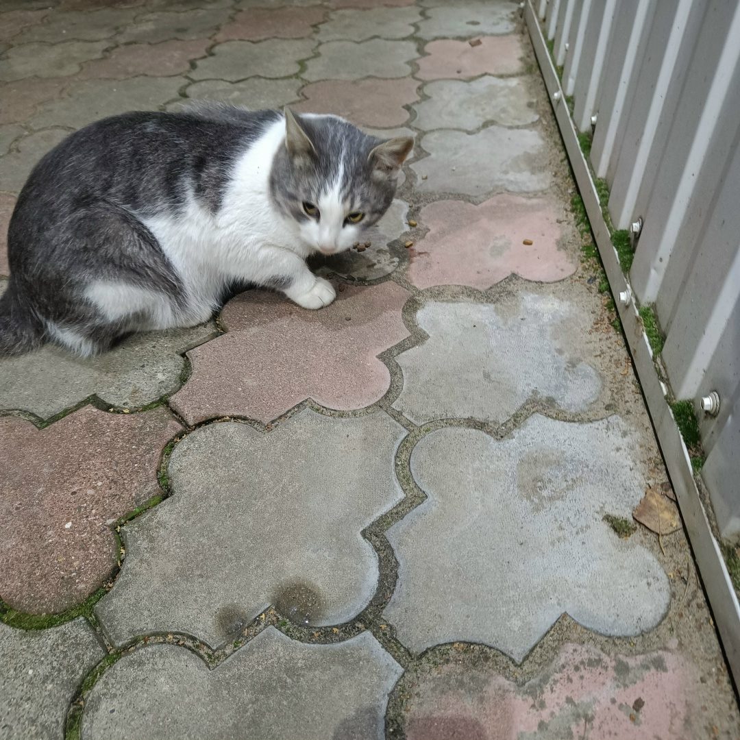 Found Cat in Wolverhampton, England — listing photo