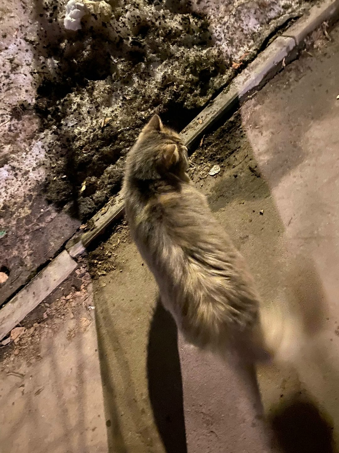 Lost Cat in Manchester, England — listing photo