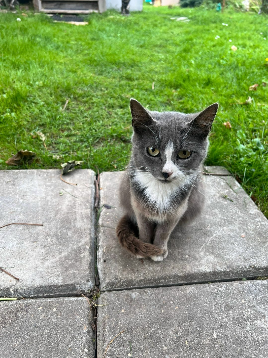 Found Cat in Coventry, England — listing photo