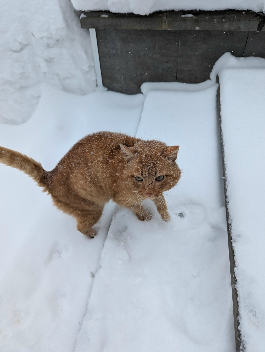 Found Cat in London, England — listing photo