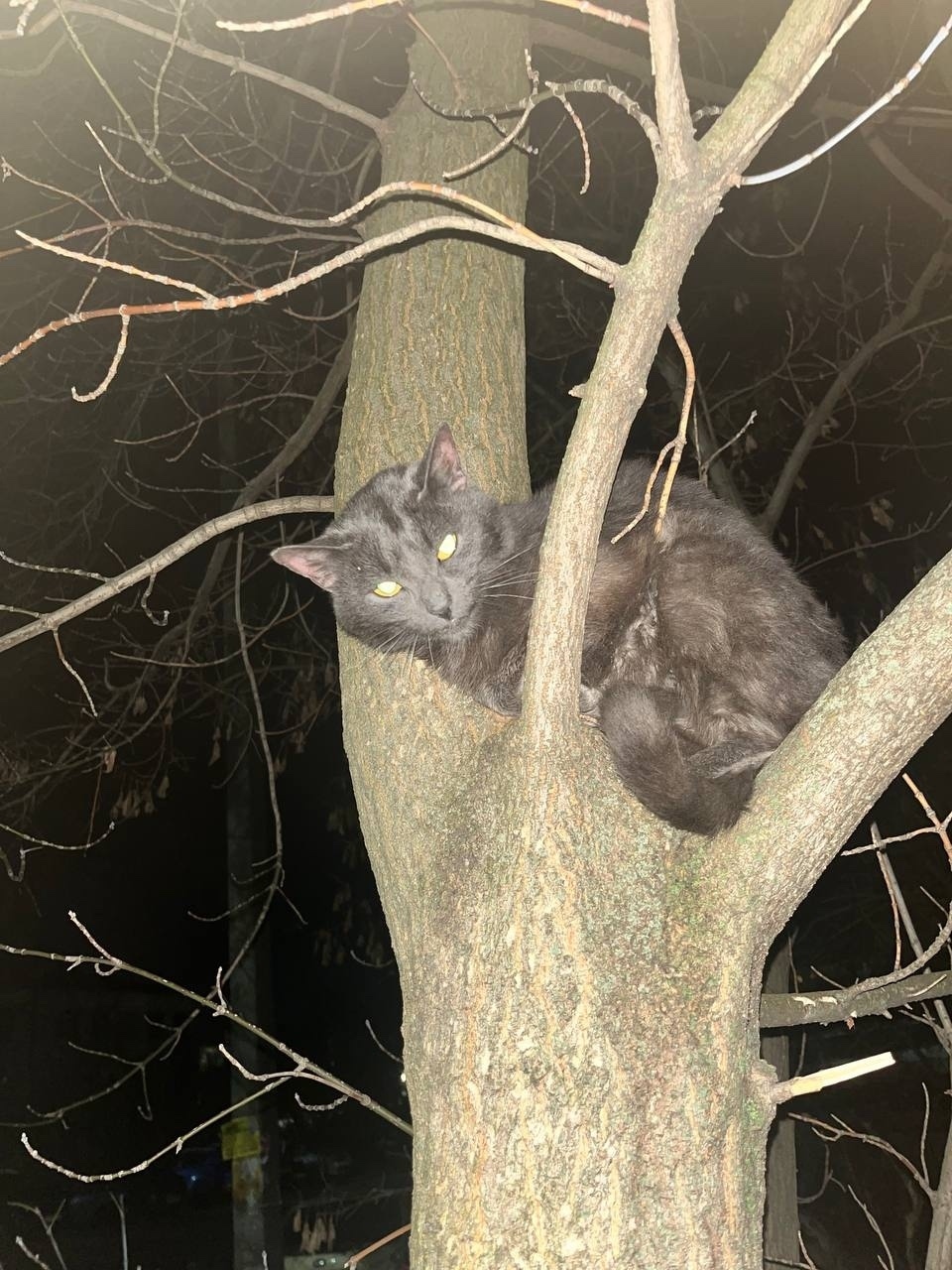 Found Cat in York, England — listing photo