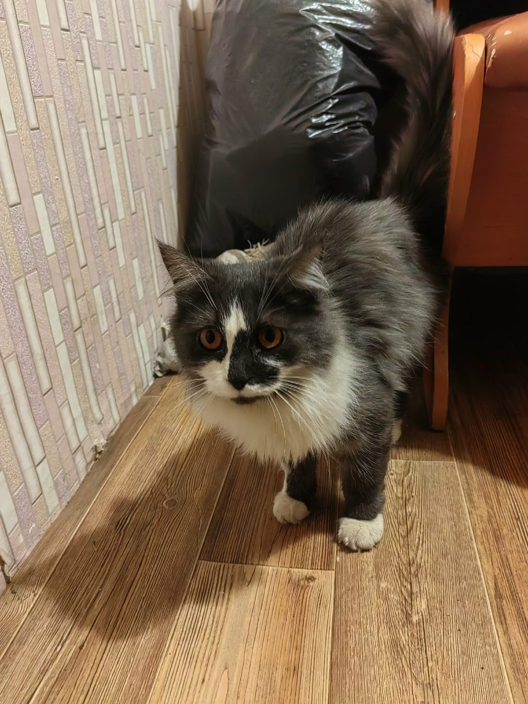 Found Cat in Glasgow, Scotland — Cat found safe