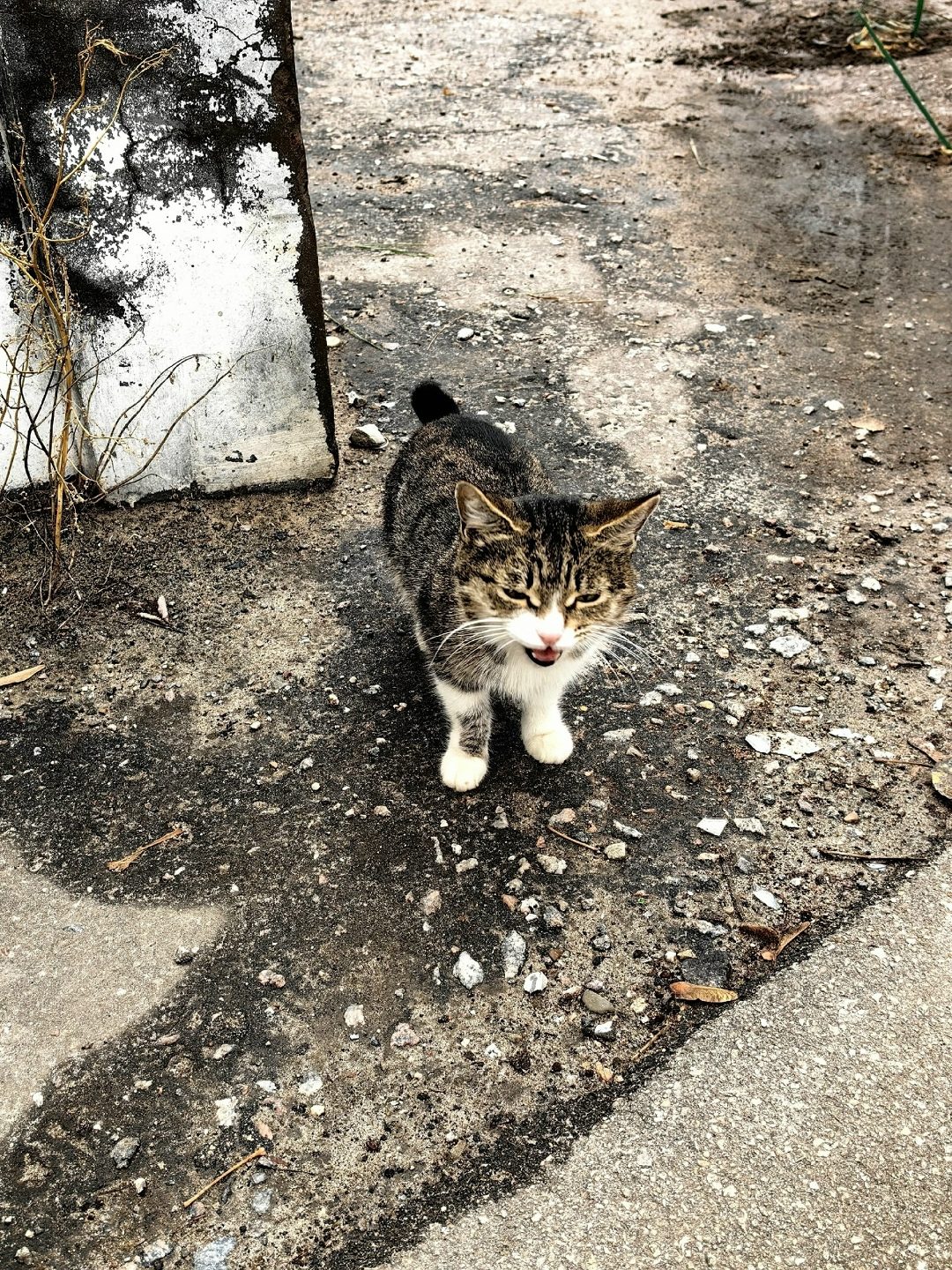 Found Cat in Swansea, Wales — listing photo