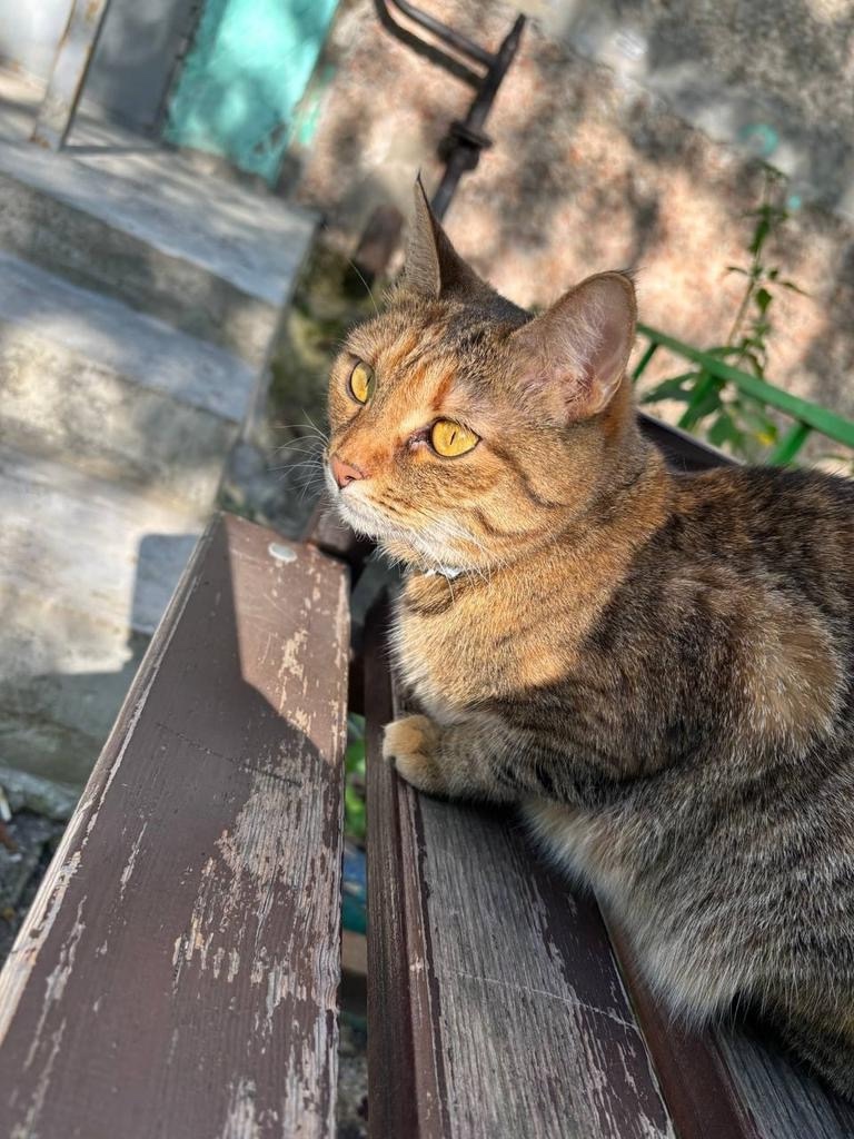 Found Cat in Reading, England — Cat found safe