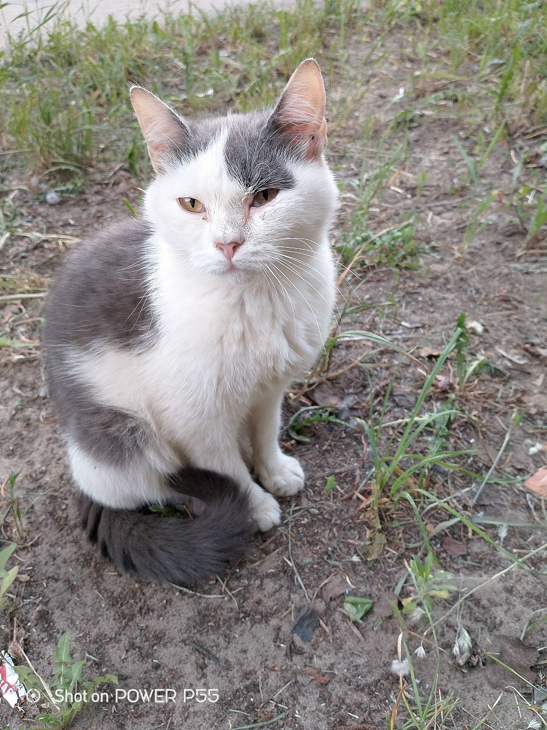 Found Cat in Plymouth, England — listing photo