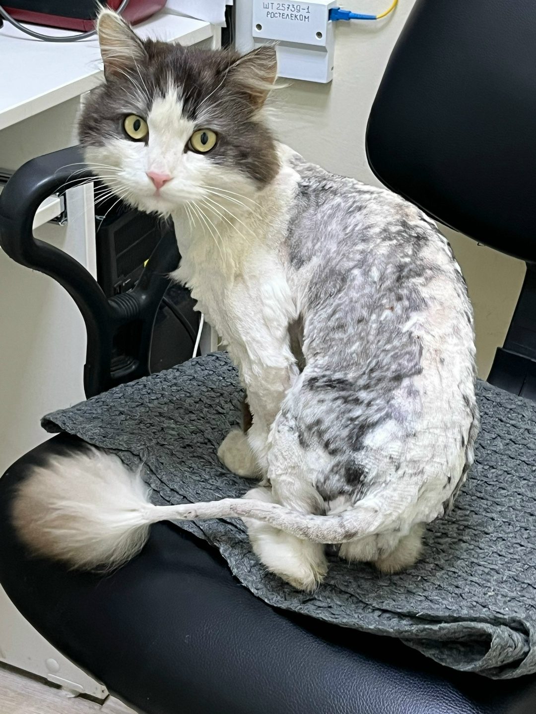 Found Cat in Southampton, England — listing photo