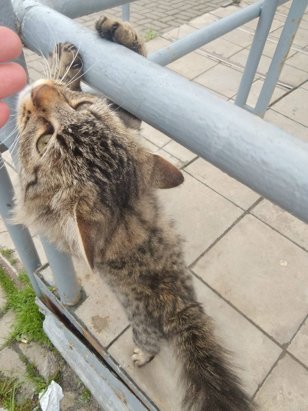 Found Cat in Leicester, England — Cat found safe