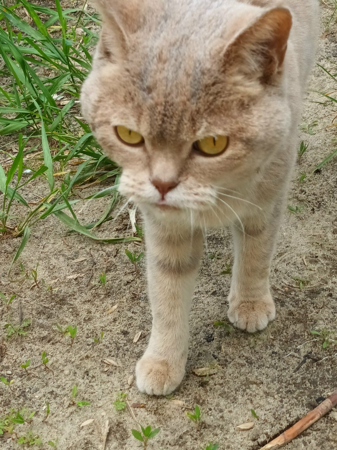 Found Cat in Cardiff, Wales — listing photo