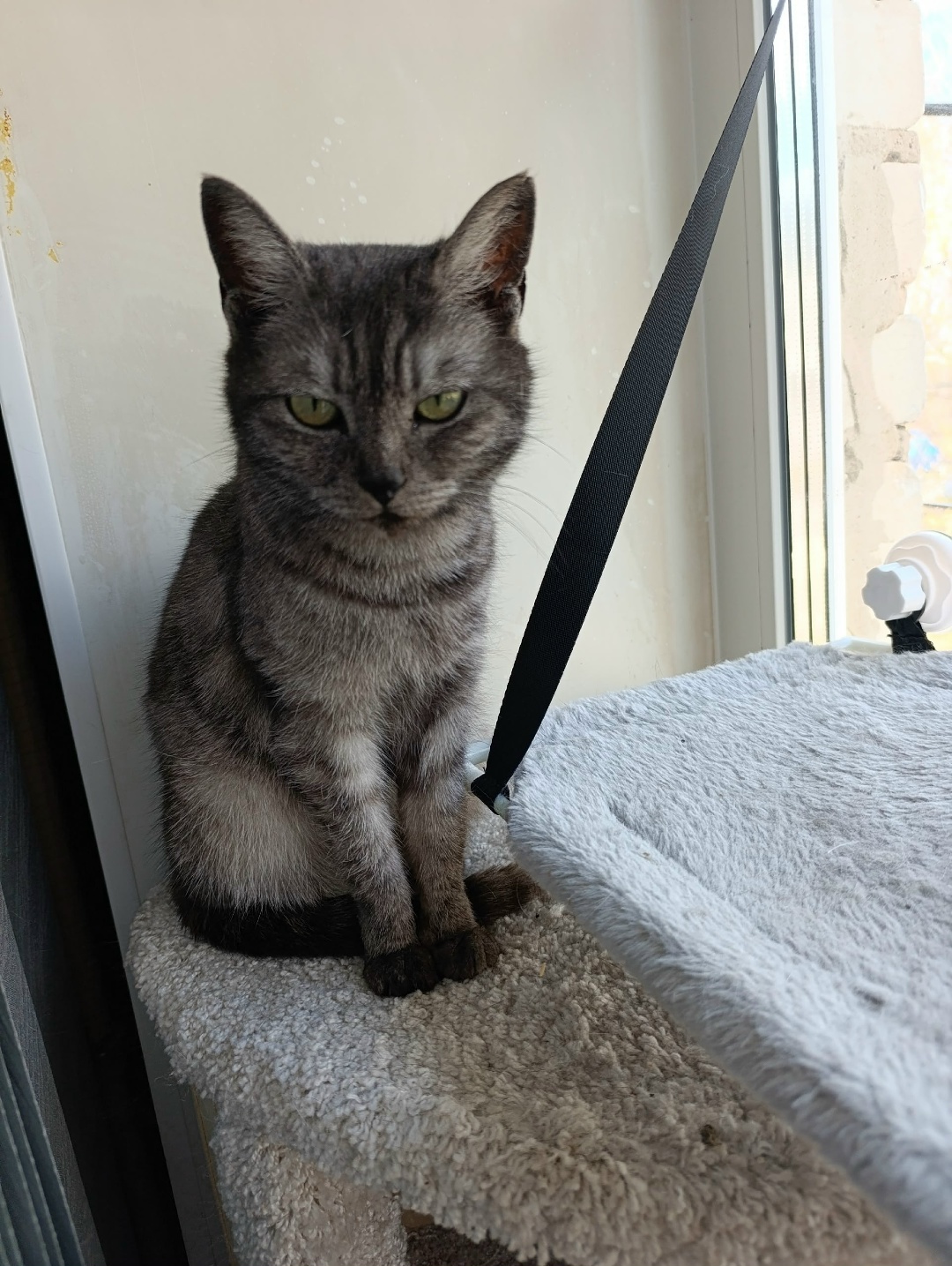 Found Cat in Portsmouth, England — Cat found safe