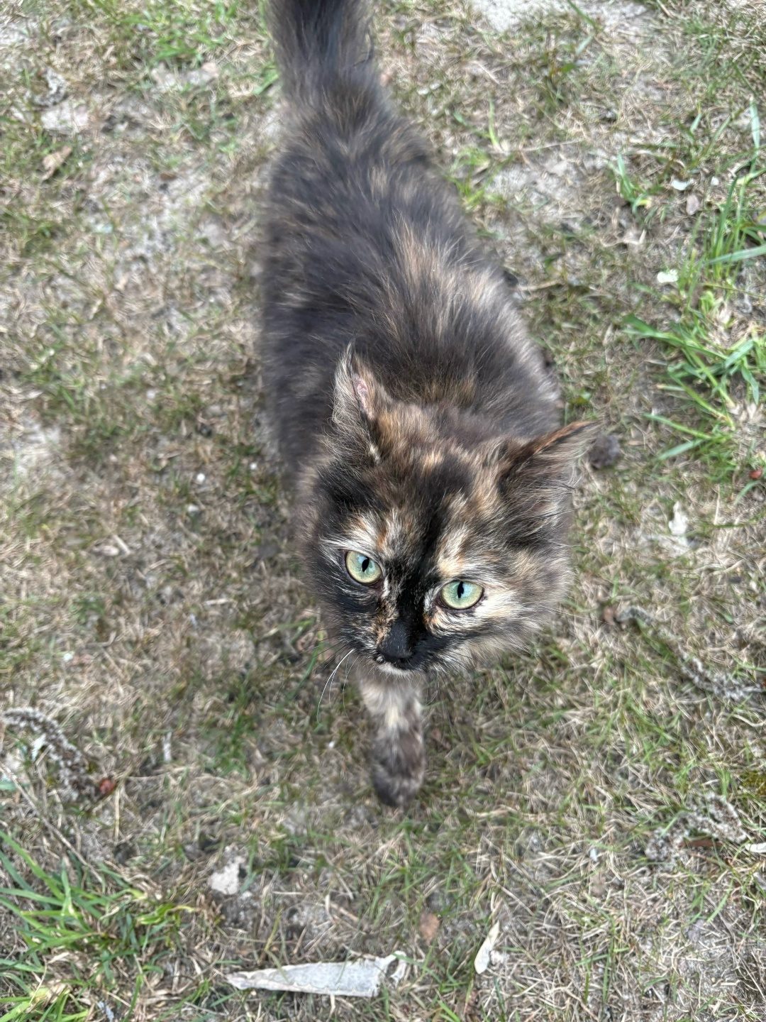 Found Cat in Wolverhampton, England — listing photo