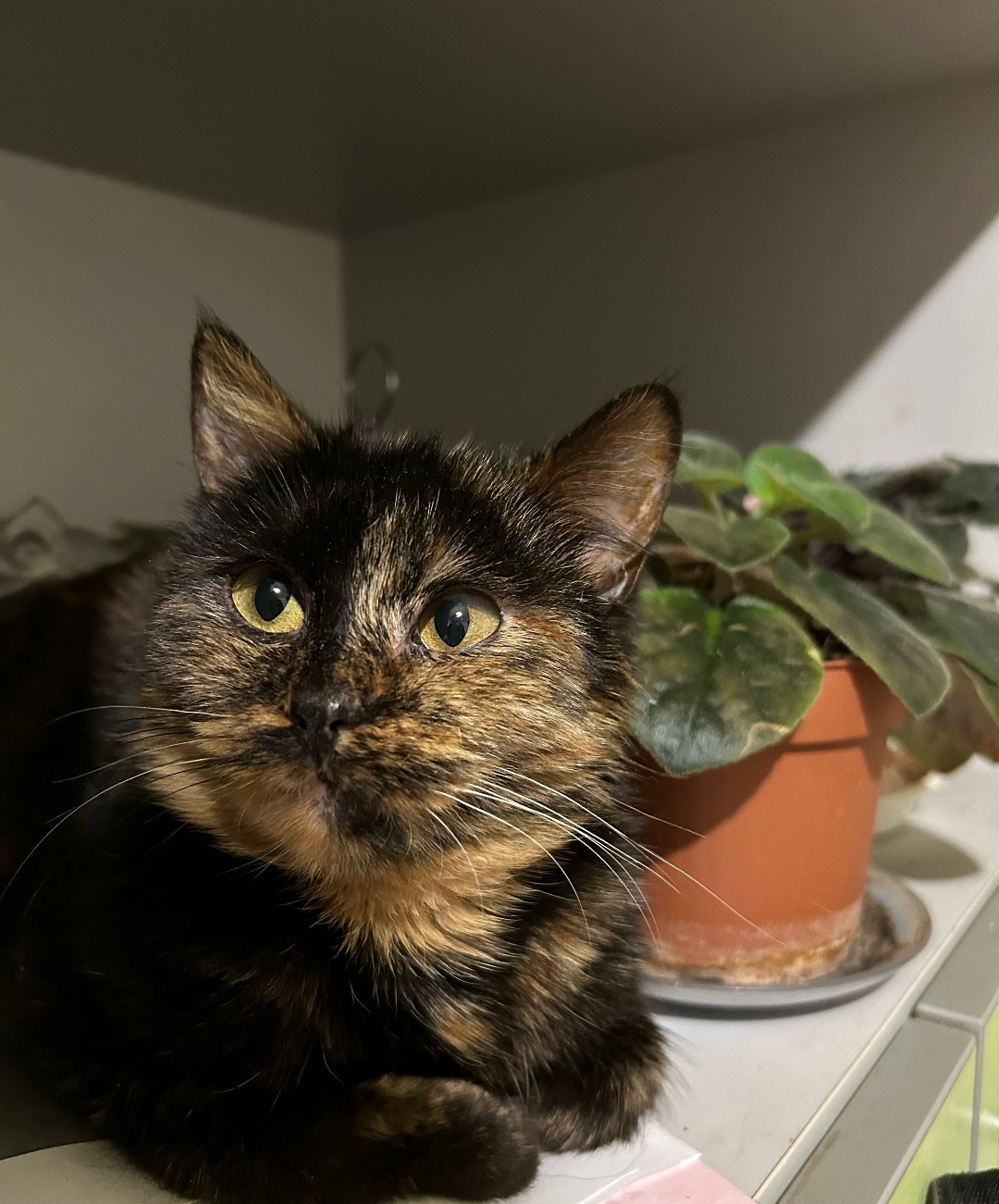 Found Cat in Cardiff, Wales — listing photo