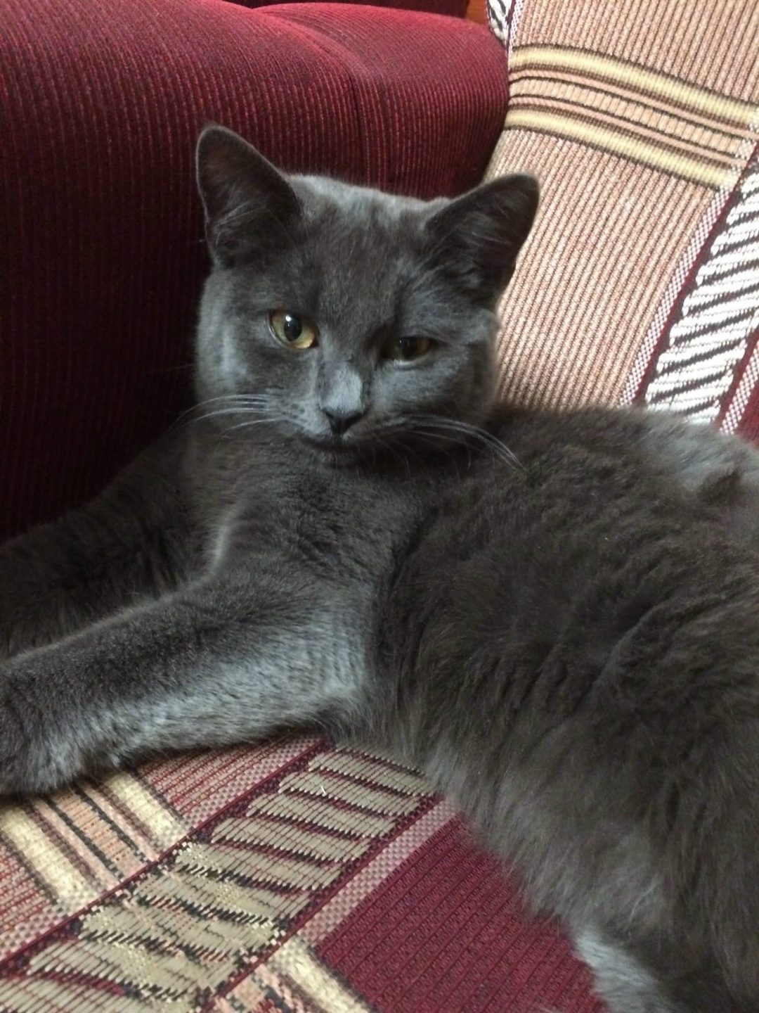 Found Cat in Nottingham, England — listing photo