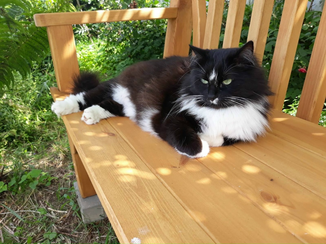 Lost Cat in Leicester, England — listing photo