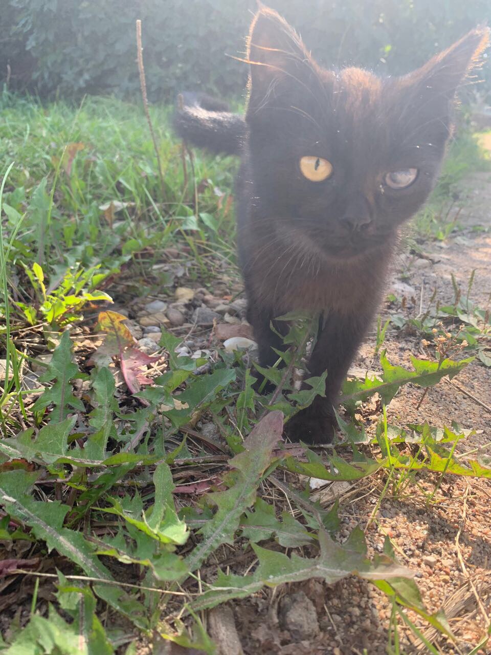 Found Cat in Bradford, England — listing photo