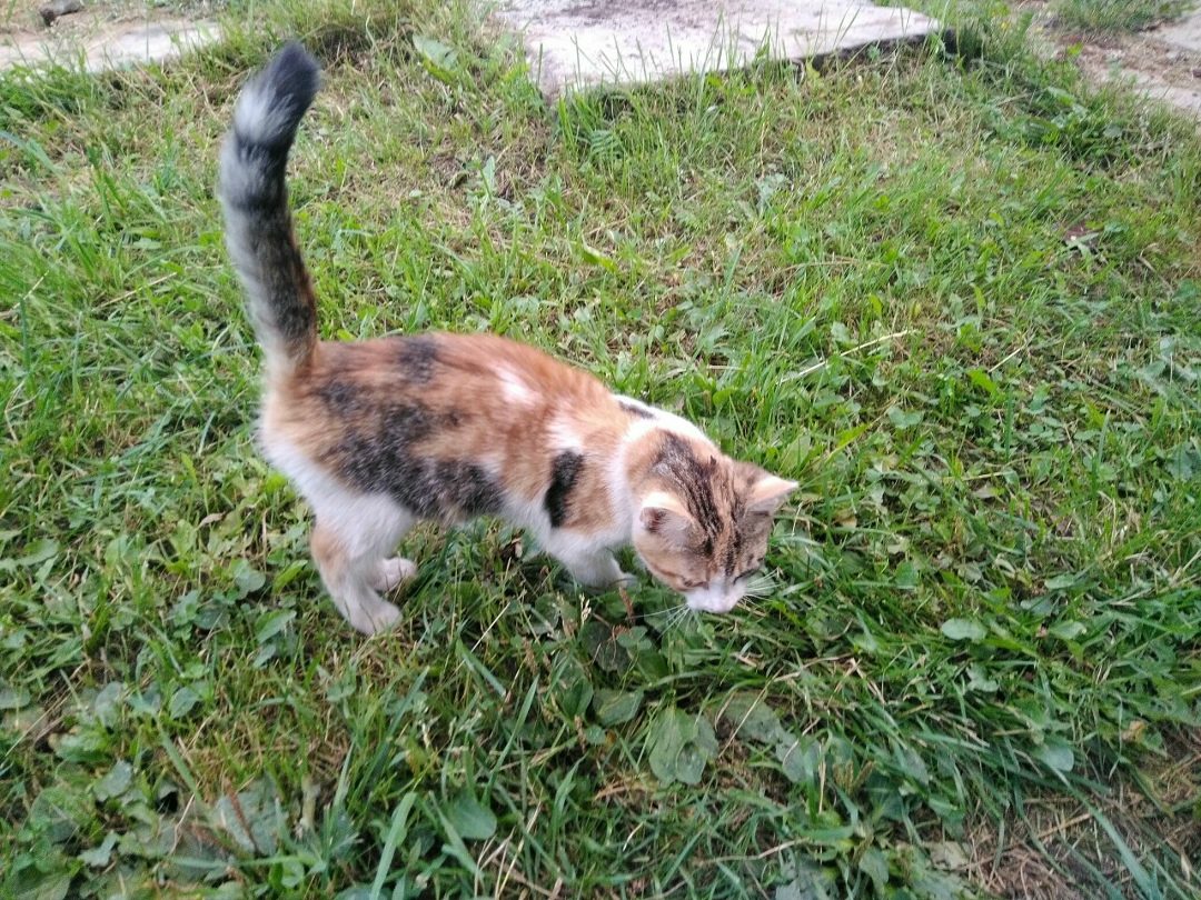 Found Cat in Nottingham, England — Cat found safe