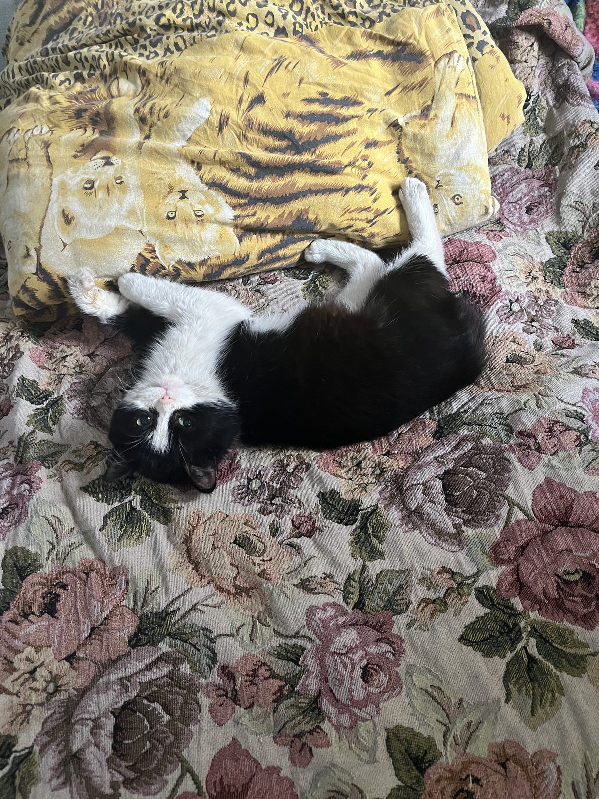 Lost Cat in Glasgow, Scotland — listing photo