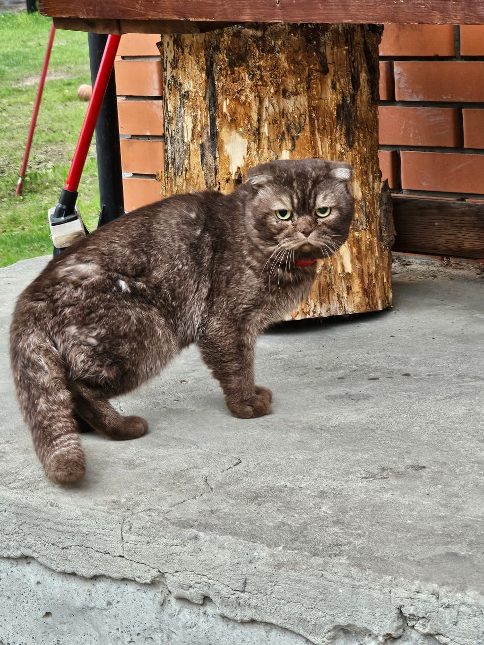 Lost Cat in Wolverhampton, England — listing photo