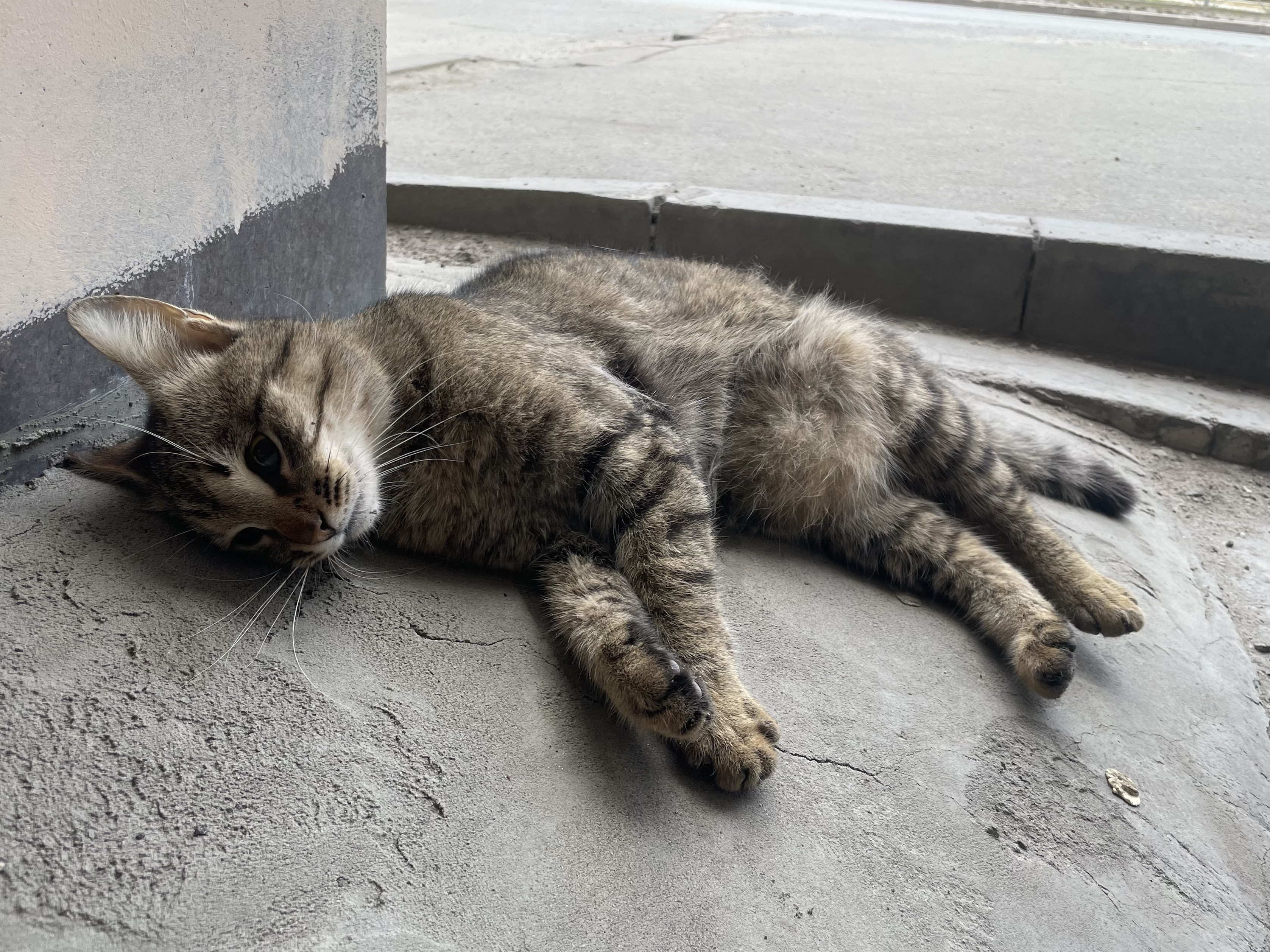 Found Cat in Coventry, England — listing photo