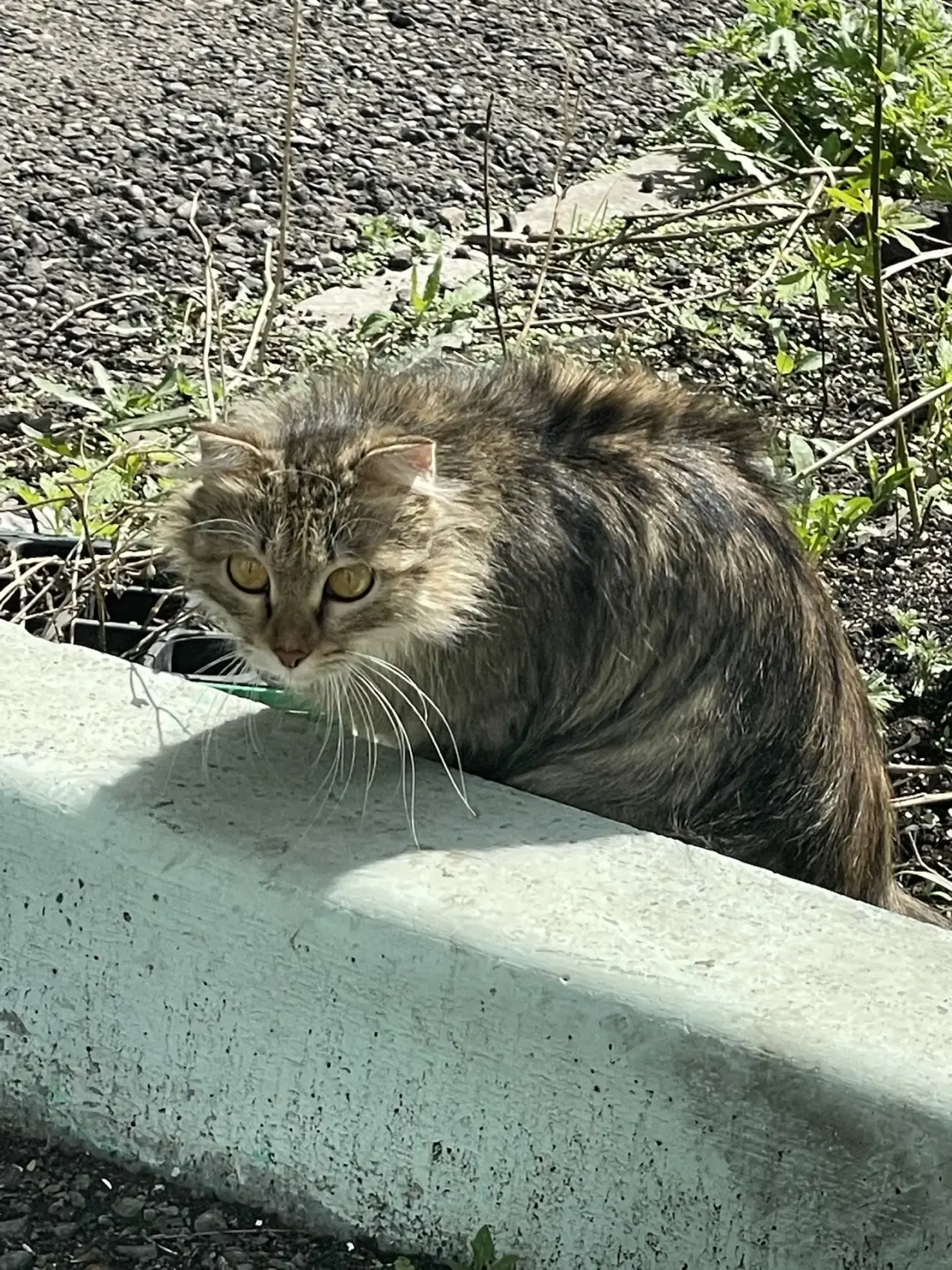Found Cat in London, England — listing photo