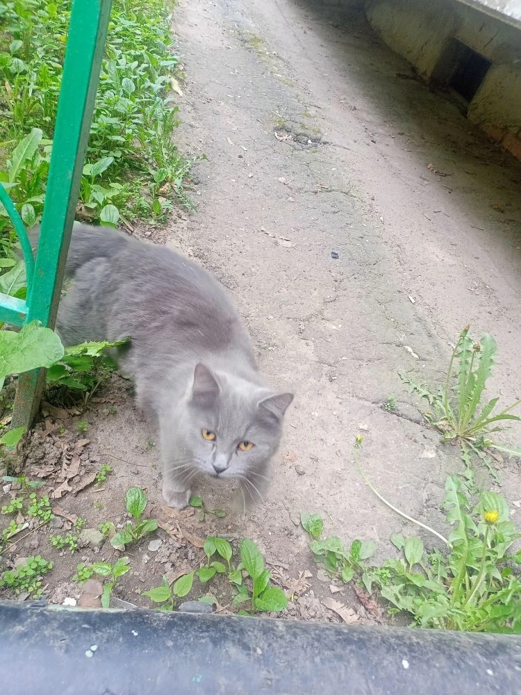Found Cat in Swansea, Wales — listing photo