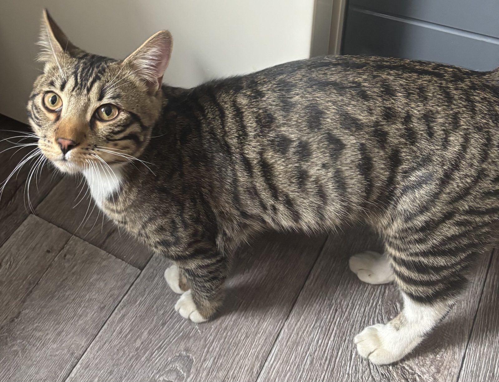 Found Cat in Nottingham, England — Cat found safe