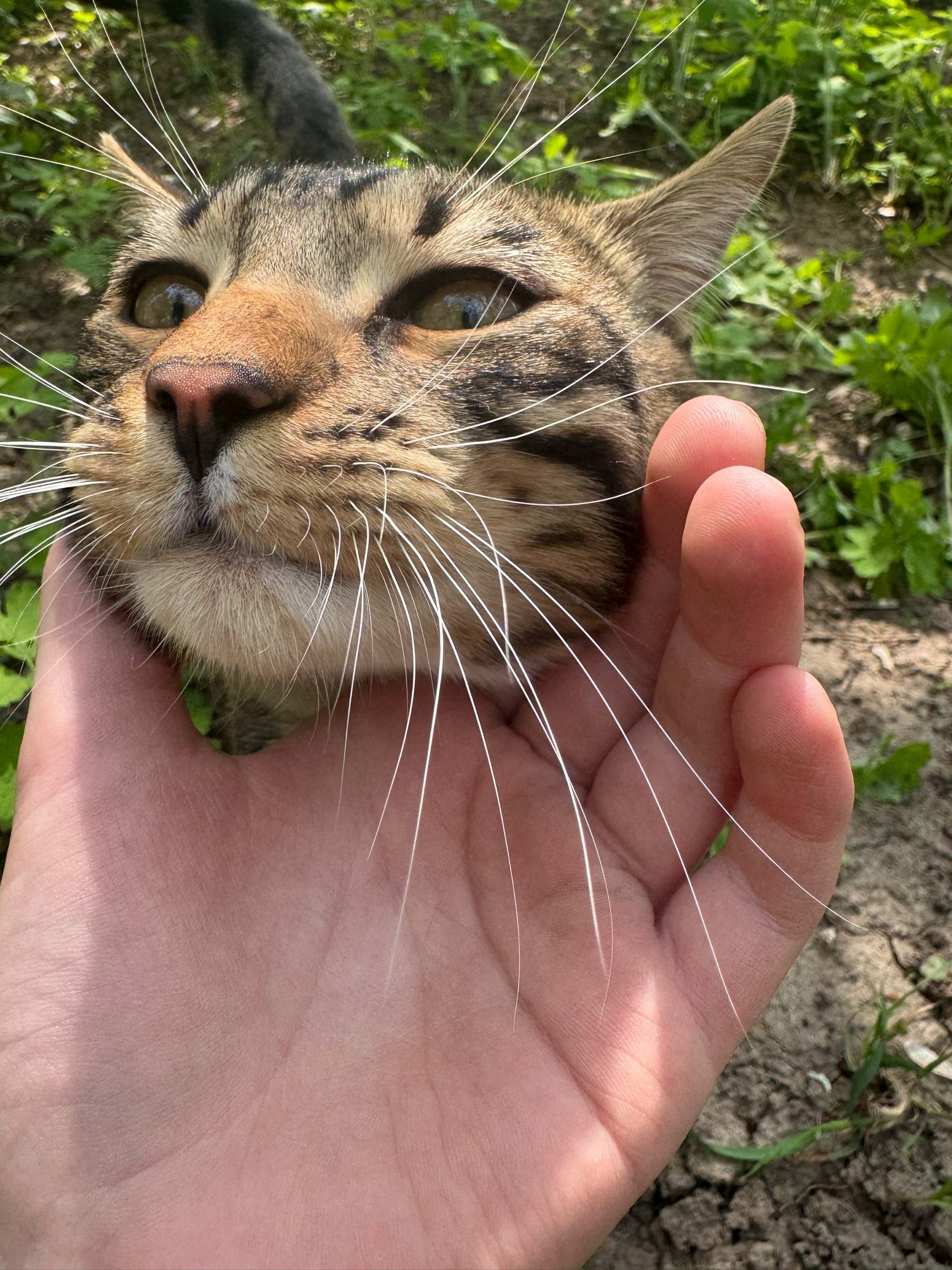 Found Cat in Norwich, England — Cat found safe