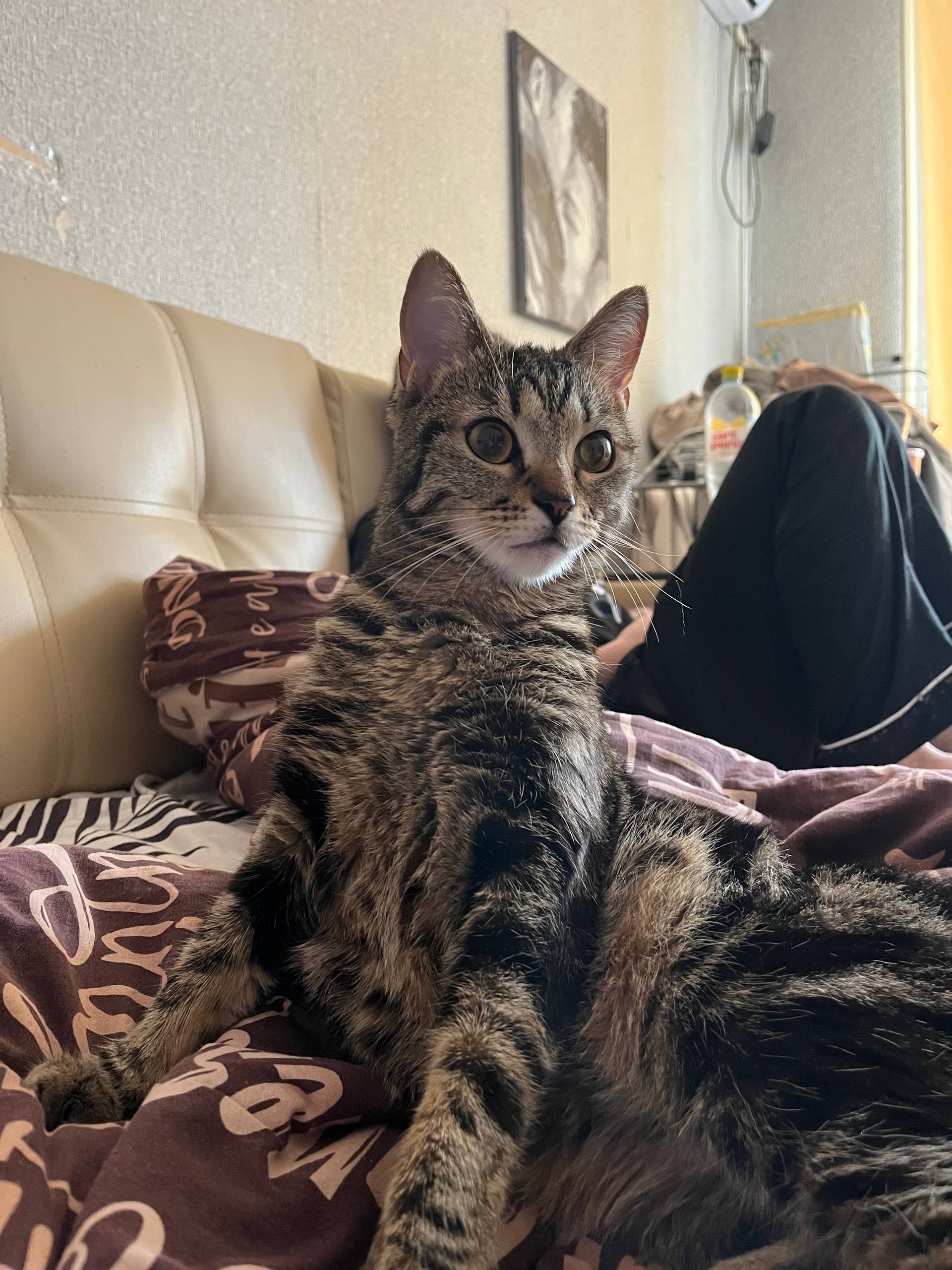 Lost Cat in Cardiff, Wales — listing photo