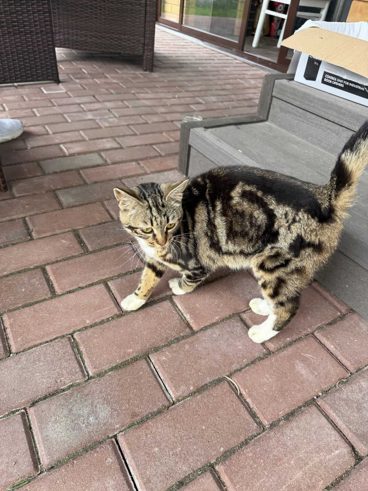 Found Cat in Liverpool, England — listing photo