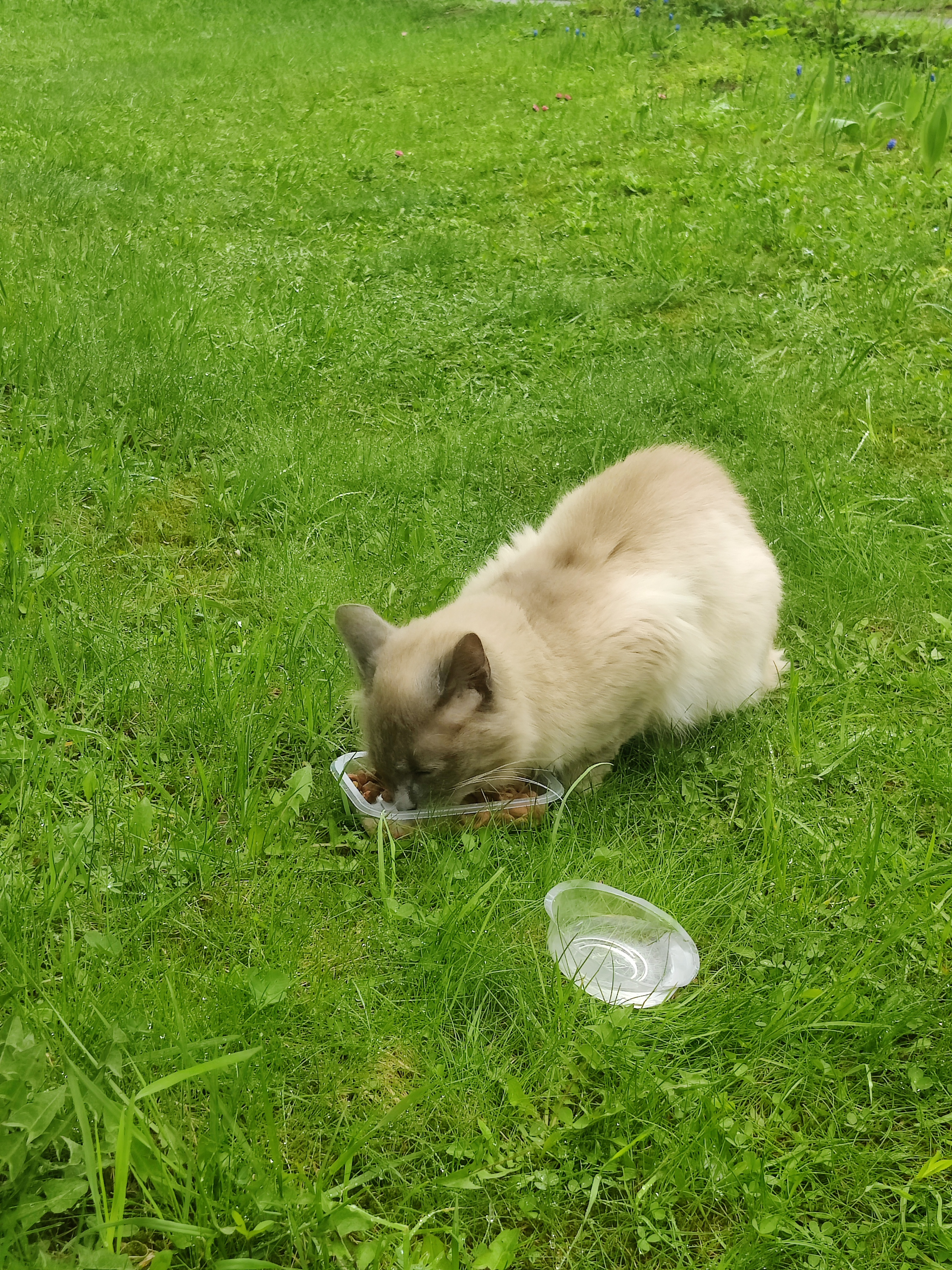 Found Cat in Liverpool, England — listing photo