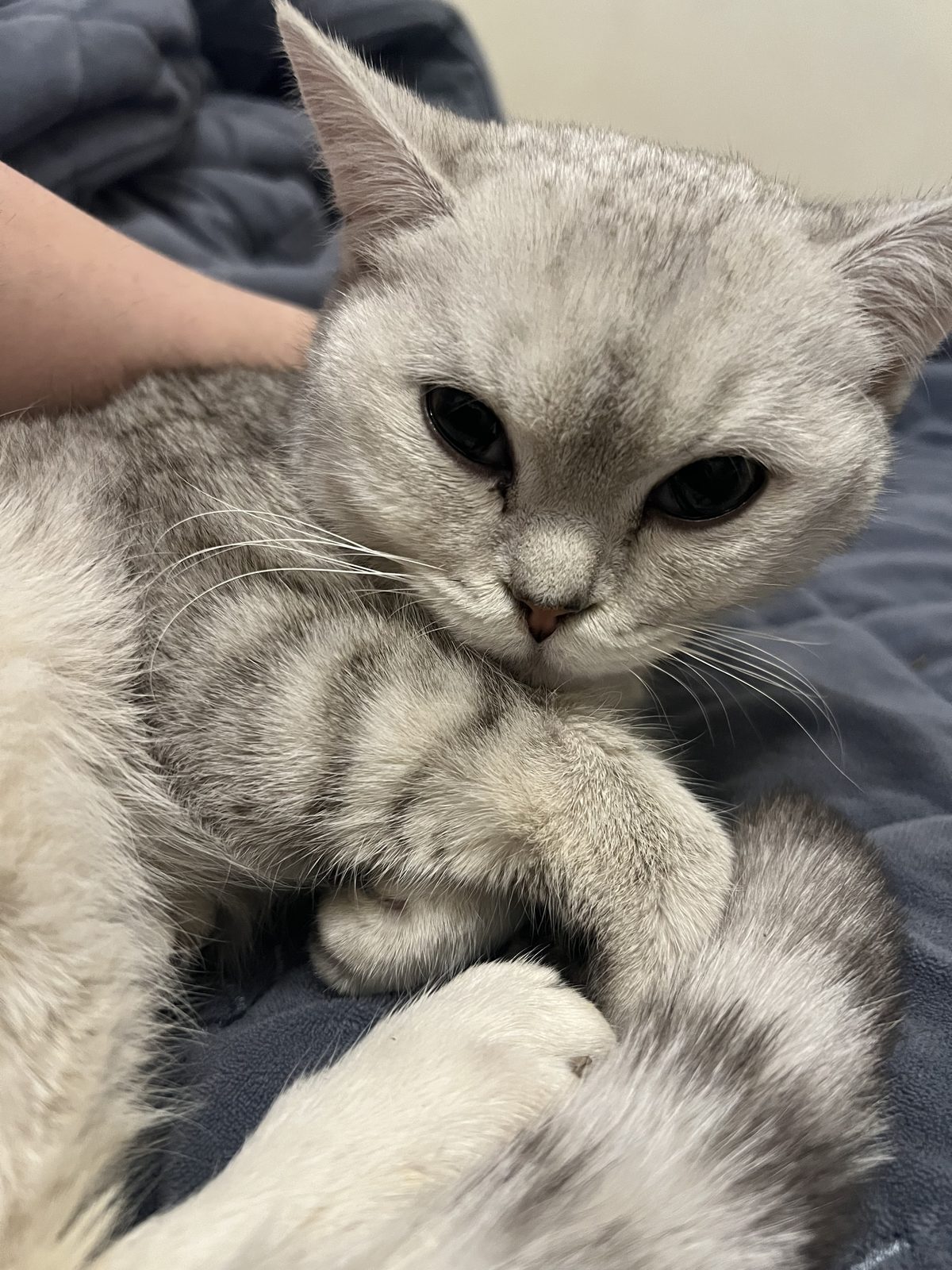 Found Cat in Portsmouth, England — Cat found safe