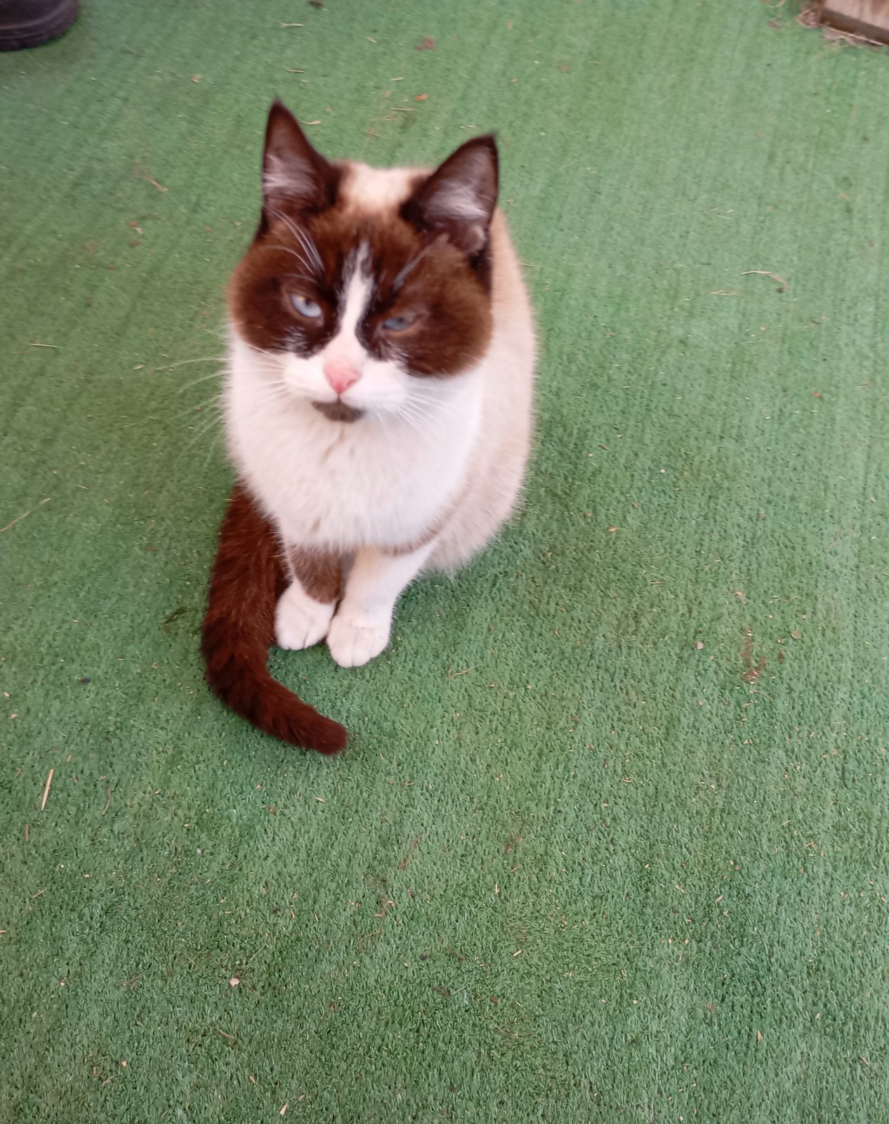 Found Cat in London, England — listing photo