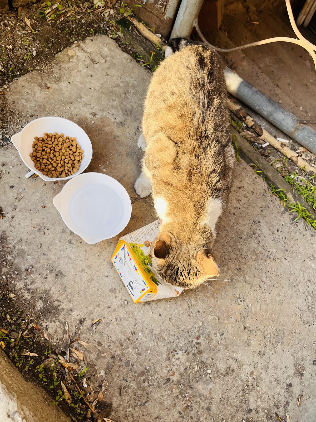 Found Cat in Sheffield, England — listing photo