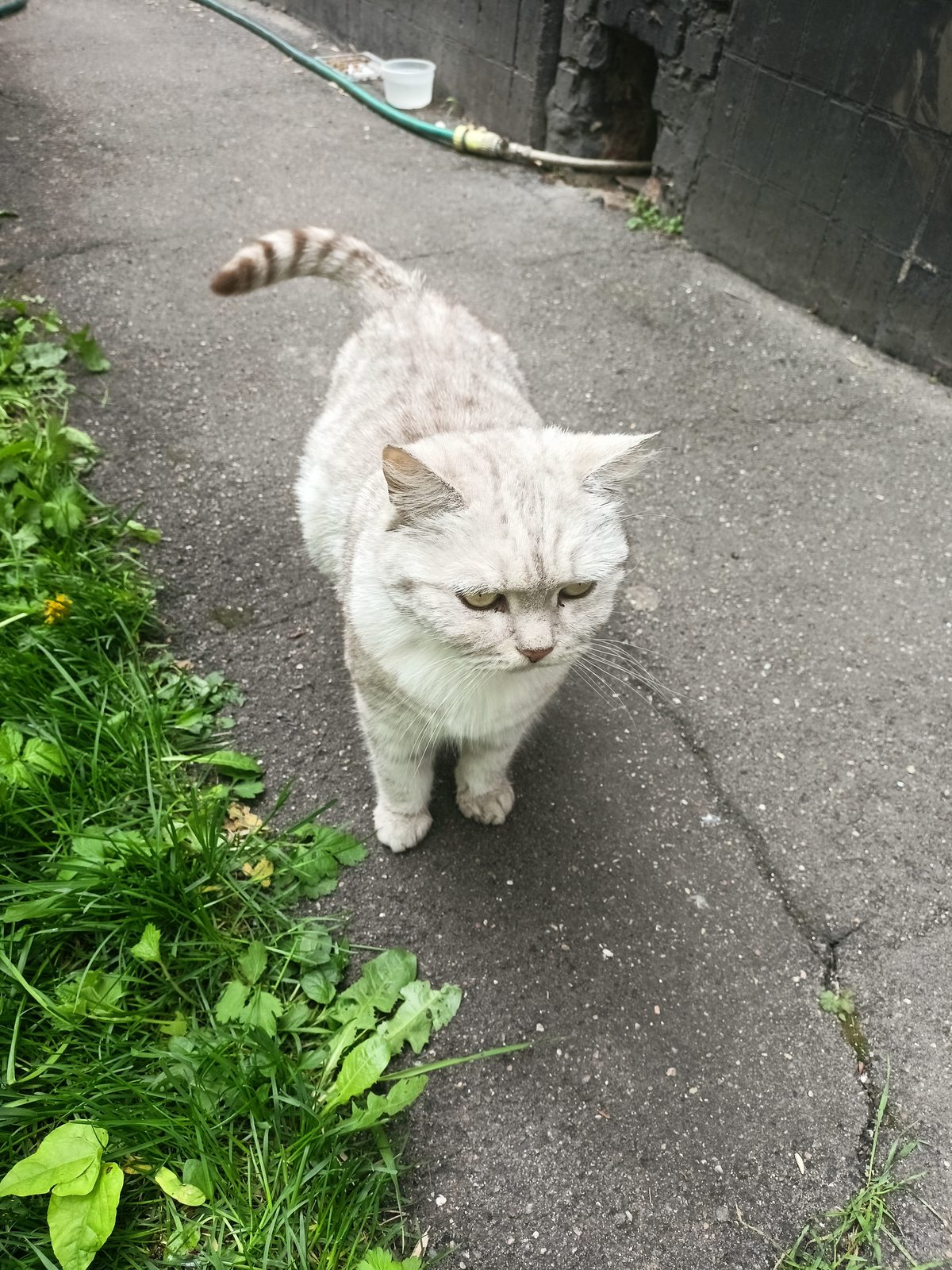 Found Cat in Belfast, Northern Ireland — Cat found safe